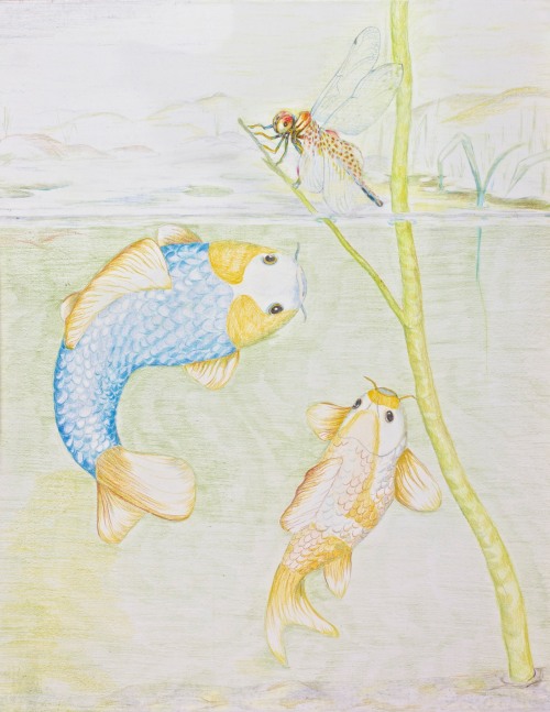 Koi Fish with Dragon Fly coloured pencils on gesso board copyright Paula