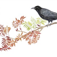 Crow Kraai by Paula Kuitenbrouwer