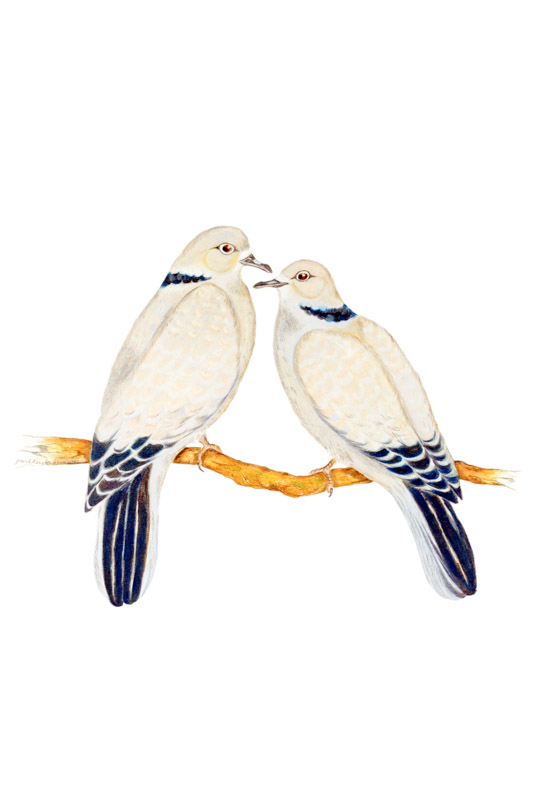 Eurasian Collard Doves by Paula Kuitenbrouwer