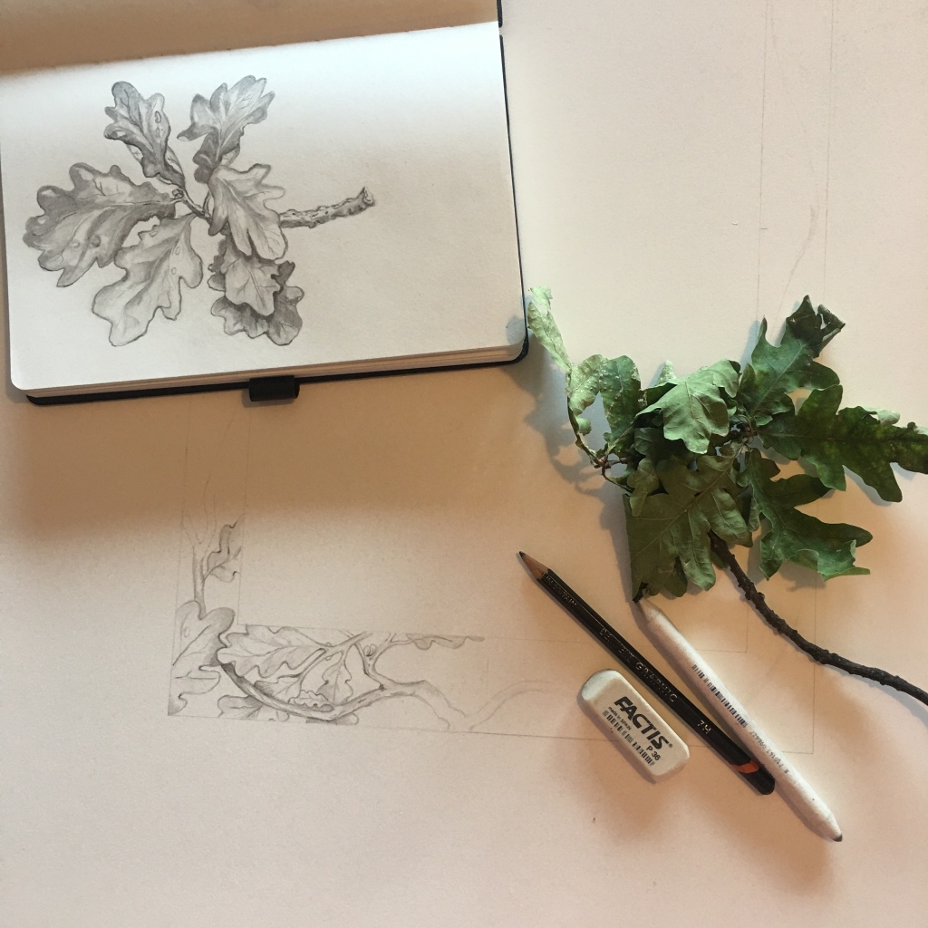Book Illustrations by Paula Kuitenbrouwer, an oak leaf filled border.