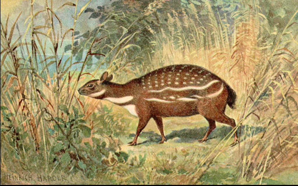 Reconstruction of Dorcatherium by Heinrich Harder.